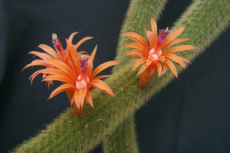 Monkey Tail Plant