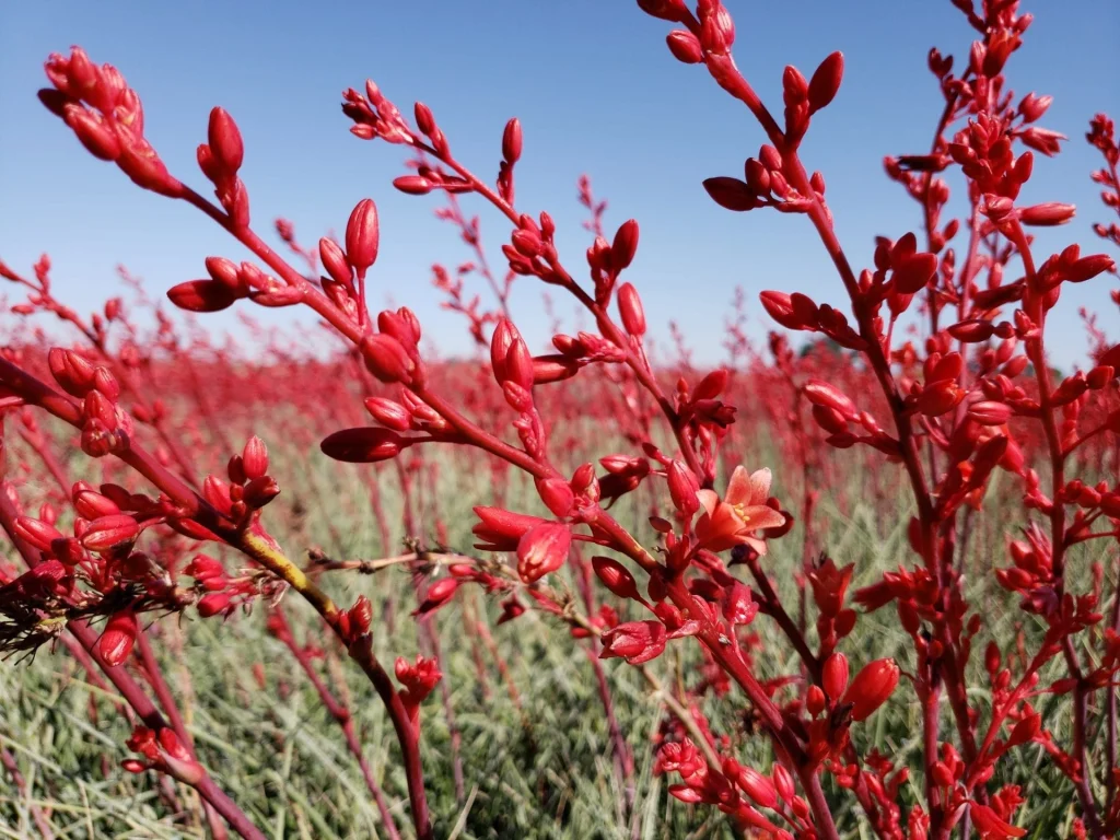 Red Yucca Plant