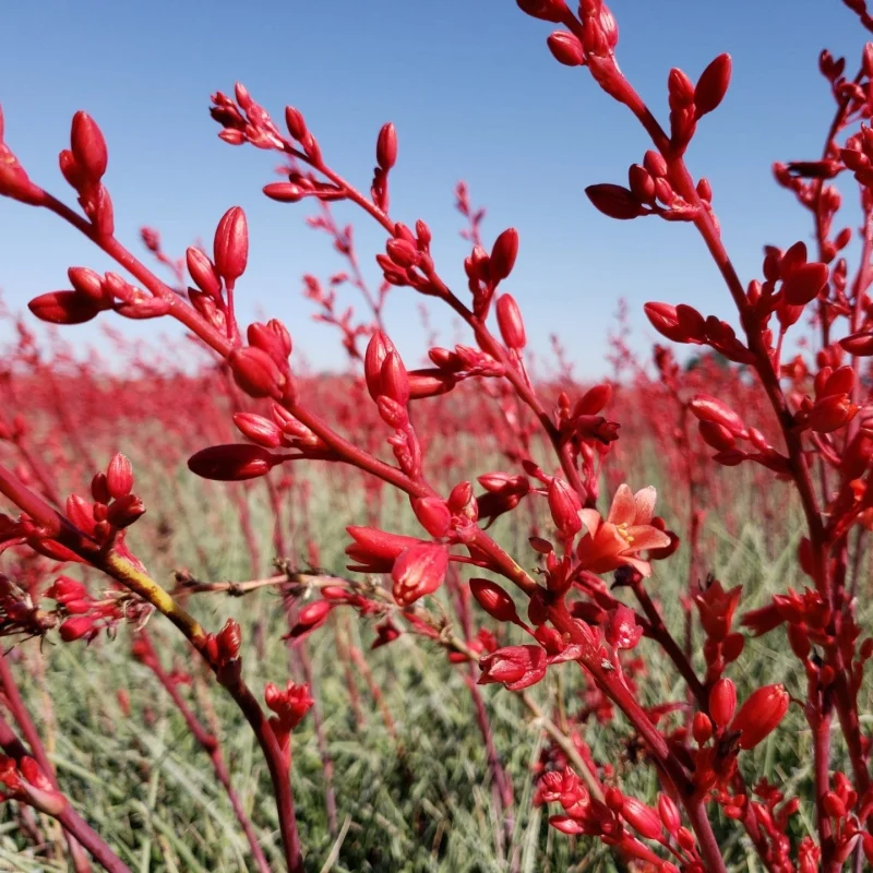 Red Yucca Plant