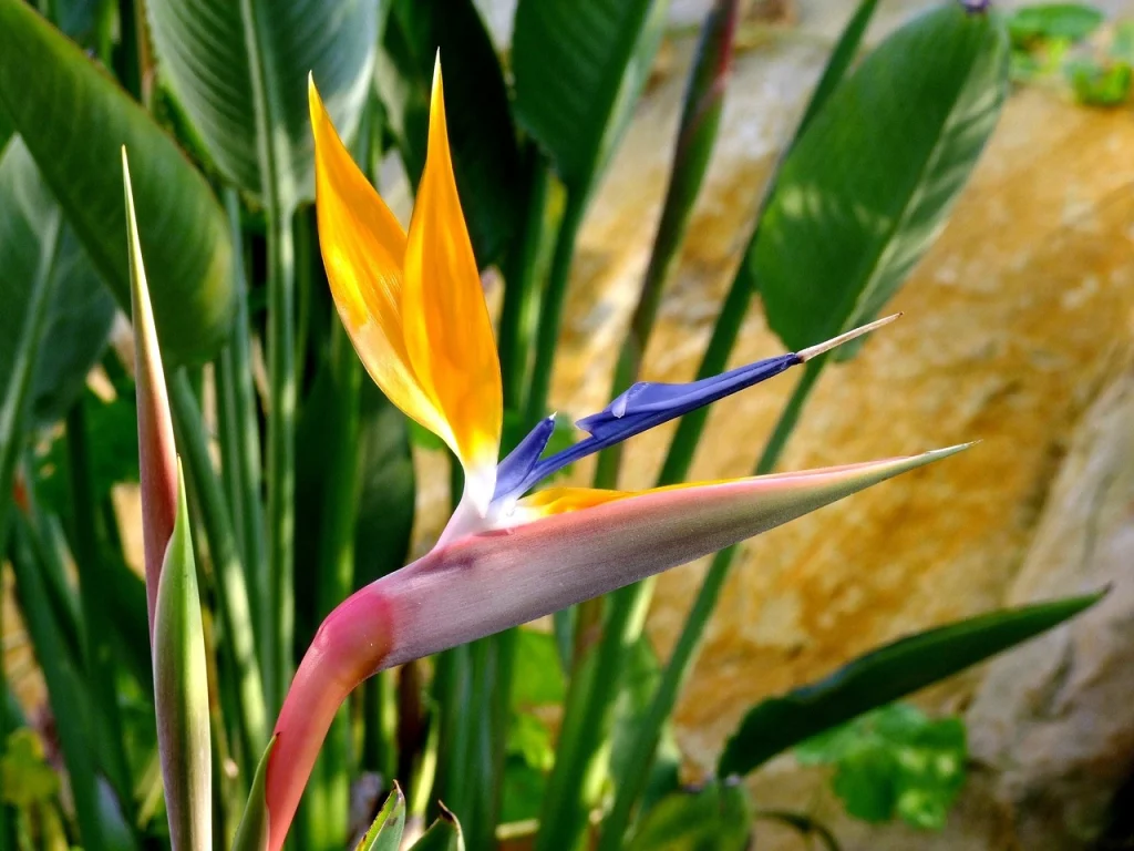 white bird of paradise plant​