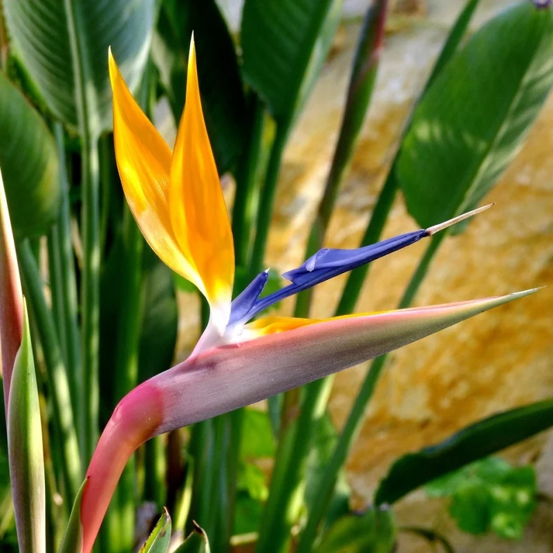 white bird of paradise plant​